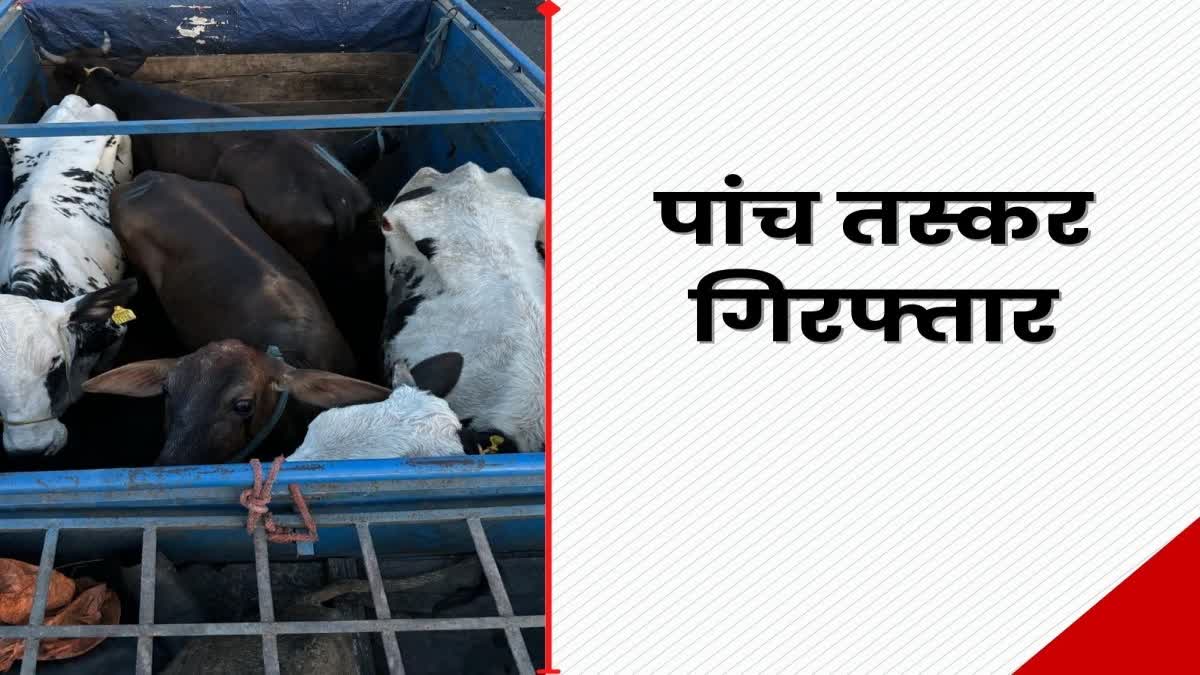 Giridih police arrested five smugglers with cattle