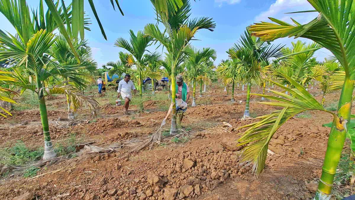 Farmers supplying water to the areca nut plantation
