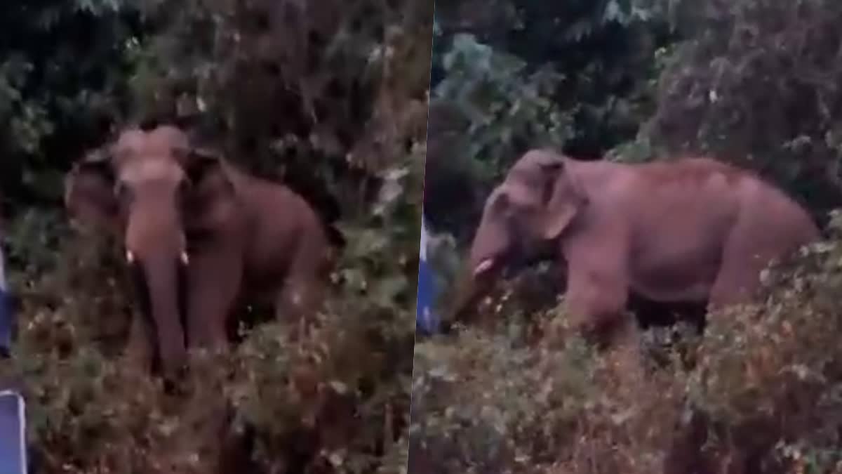WILD ELEPHANT  ELEPHANT ATTACK  NERIAMANGALAM FOREST  WILD ELEPHANT ON NATIONAL HIGHWAY