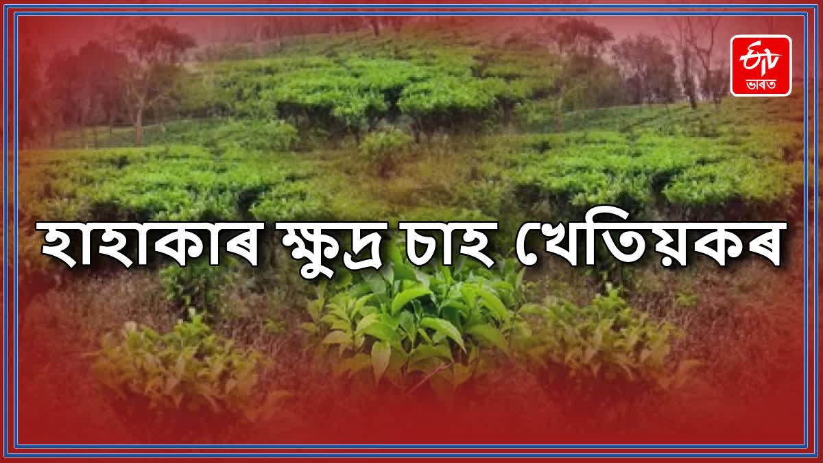 Small tea growers in Assam