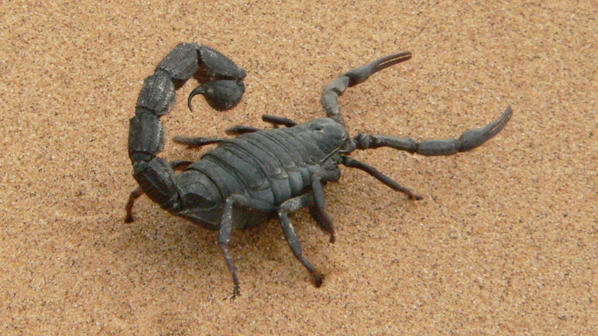 Scorpion Venom