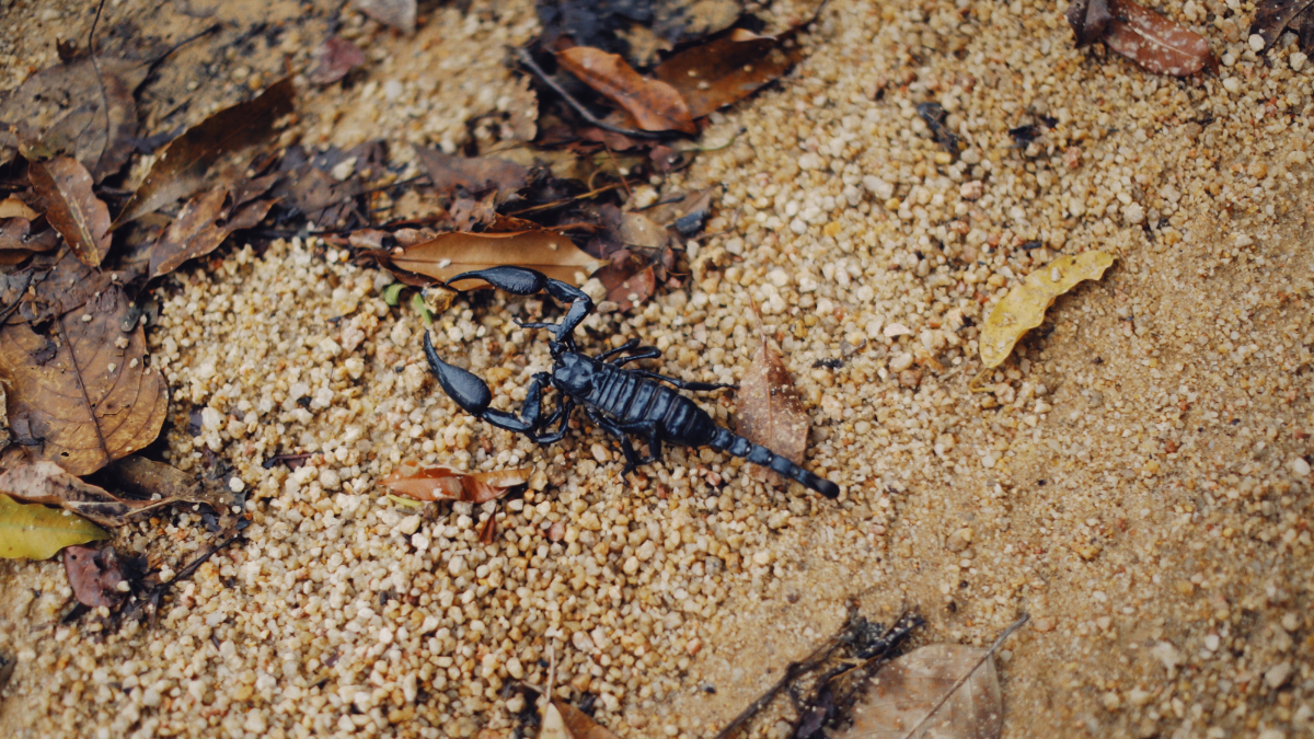 Scorpion Venom