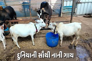 દુનિયાની સૌથી નાની ગાય