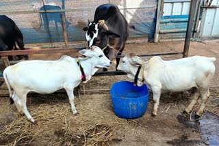 CHHINDWARA GOLD MILK COW PUNGANUR  SMALLEST PUNGANUR COW  HEIGHT TWO AND HALF FEET  PUNGANUR COW BREED ANDHRA PRADESH