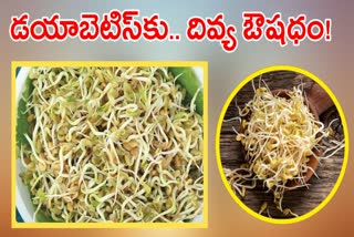 Sprouted Fenugreek Seeds