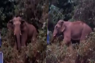 WILD ELEPHANT  ELEPHANT ATTACK  NERIAMANGALAM FOREST  WILD ELEPHANT ON NATIONAL HIGHWAY