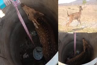 deer_into_village_for_water_in_prakasam_district