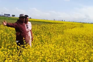 mustard-bloom-becomes-tourists-attraction-in-kashmir-these-days