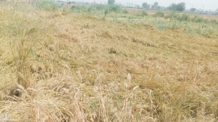 Rain In Haryana