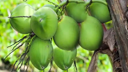 High Water Content Coconut Buying Tips