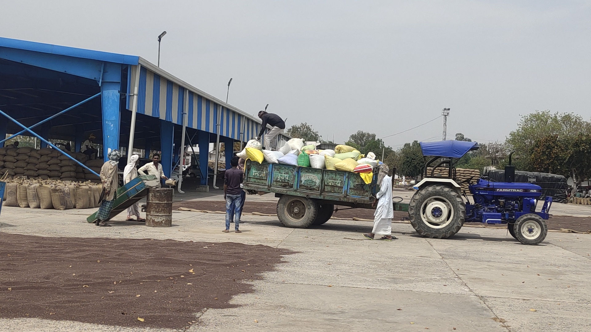 Mustard And Wheat Purchase In Haryana