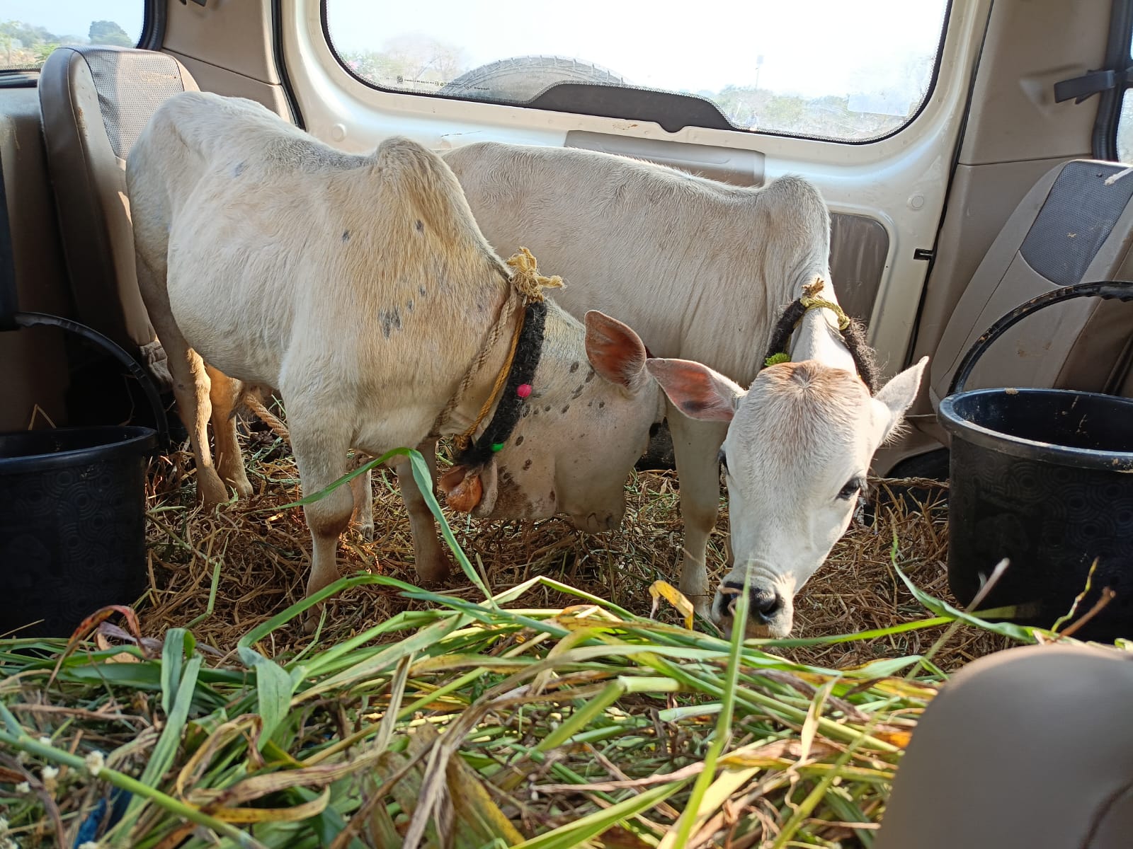 Punganur Cow