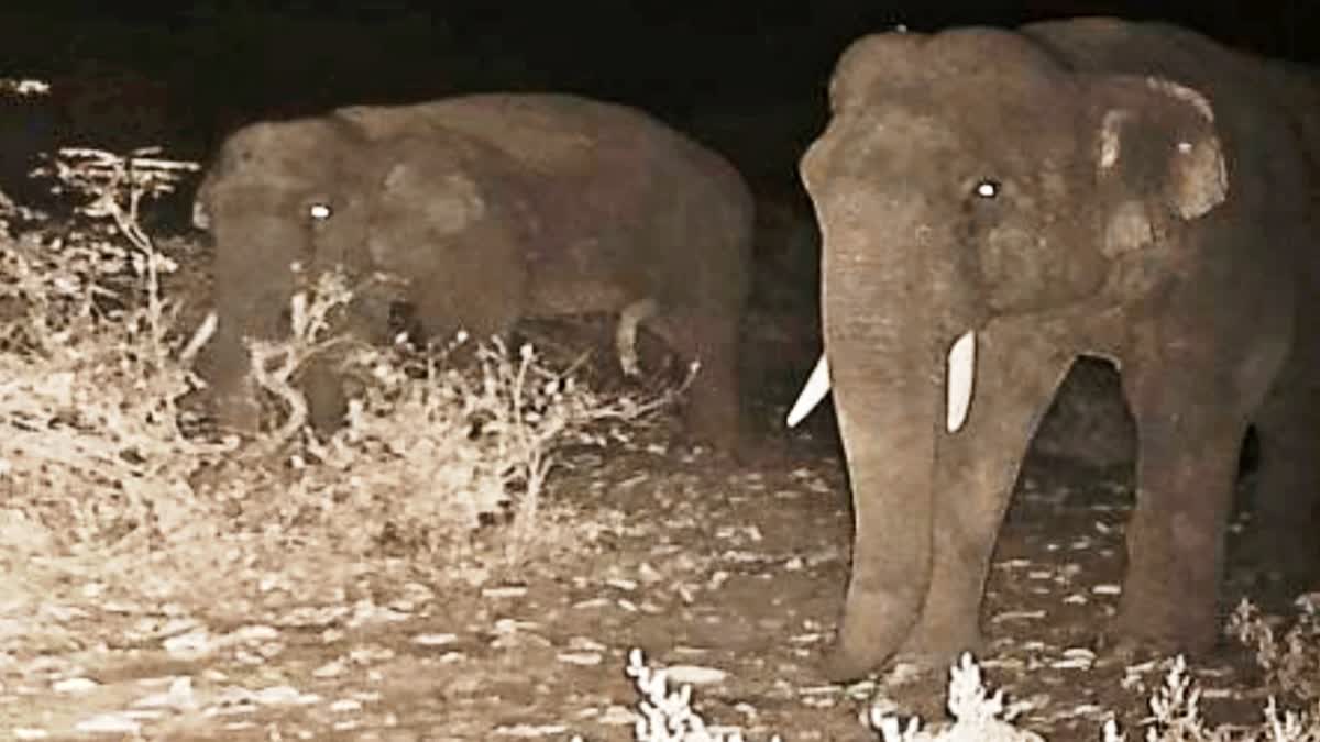 Elephants in Forest Division Paonta Sahib
