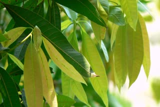 MANGO LEAVES FOR SKIN CARE  MANGO LEAVES FOR HEALTHY SKIN  BENEFITS OF MANGO LEAVES FOR SKIN  SKIN CARE TIPS WITH MANGO LEAVES