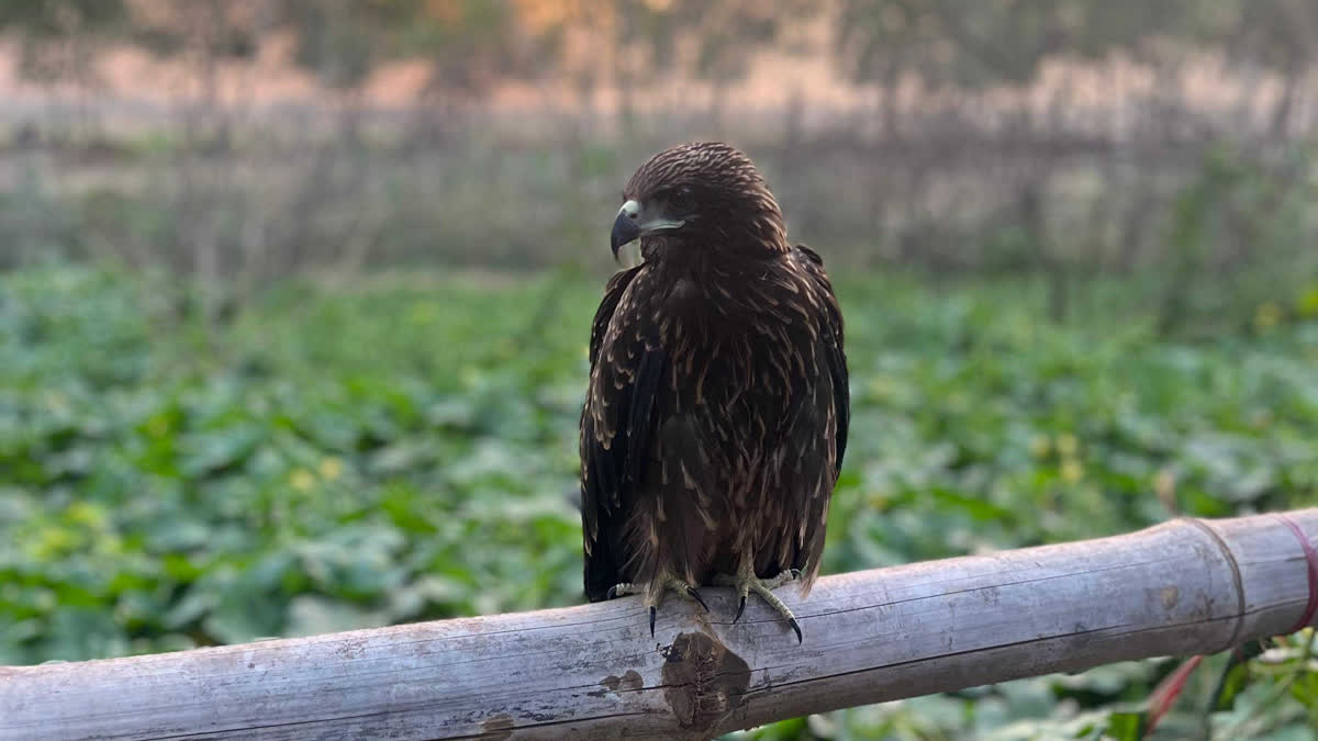 Eagle fell due to Heat