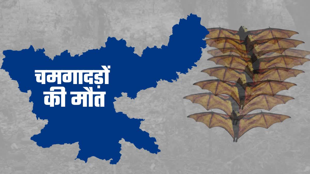 Bats died in Latehar