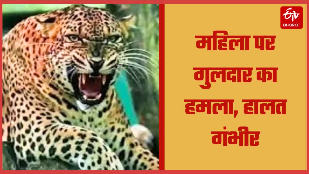 Leopard Attack on Woman