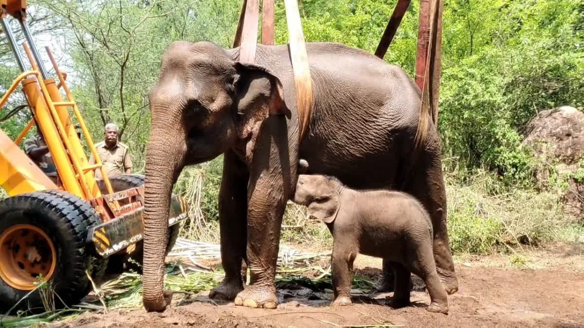 பெண் யானை மற்றும் குட்டி யானை