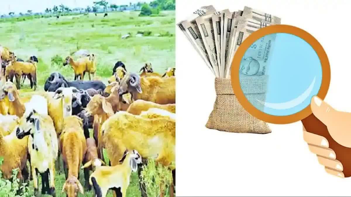 Sheep Distribution Scam Case