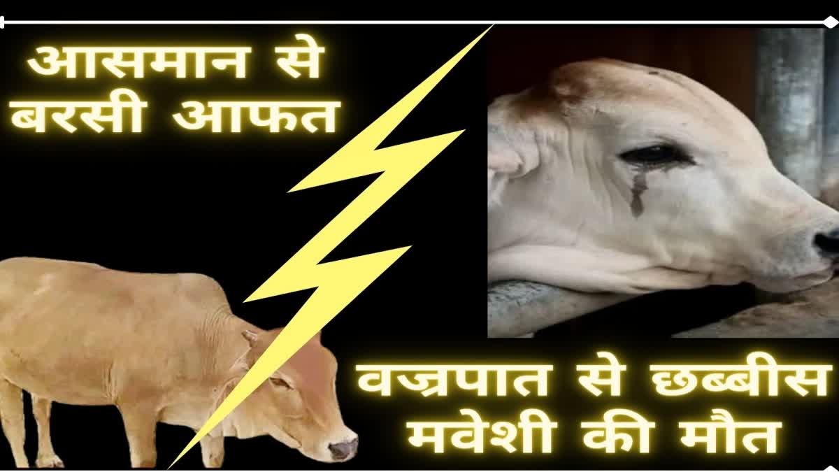 Twenty six cattle died due to lightning in Dumka