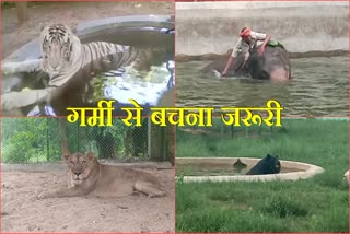 Special arrangements to protect animals from heat in Ranchi Birsa Munda Biological Park