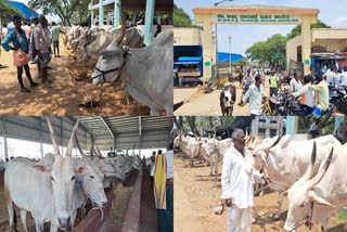 HAVERI CATTLE MARKET  PRE MONSOON RAINS  Haveri