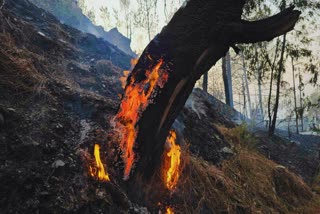 TEHRI FOREST FIRE