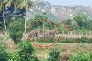 Two Elephants Halchal in Chittoor District