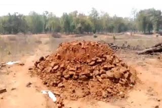 Trees burnt in brick kilns