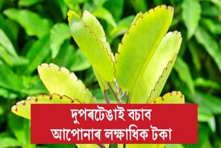 Amazing health benefits of Bryophyllum (dupartenga) in assamese