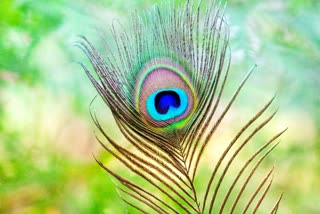 Peacock Feather Effect In Astrology