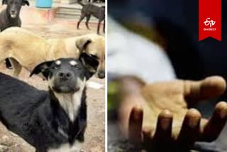 Etv Bharatआगरा में कुत्तों ने नोंच डाला महिला शव.