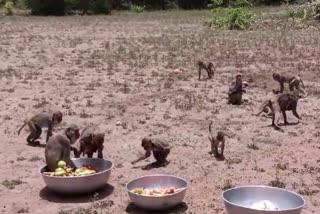 Monkey Buffet Festival in Hyderabad