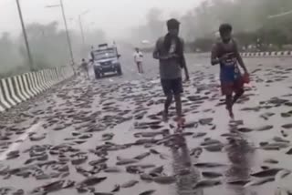 PEOPLE LOOTED FISH IN DHANBAD