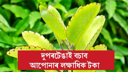 Amazing health benefits of Bryophyllum (dupartenga) in assamese