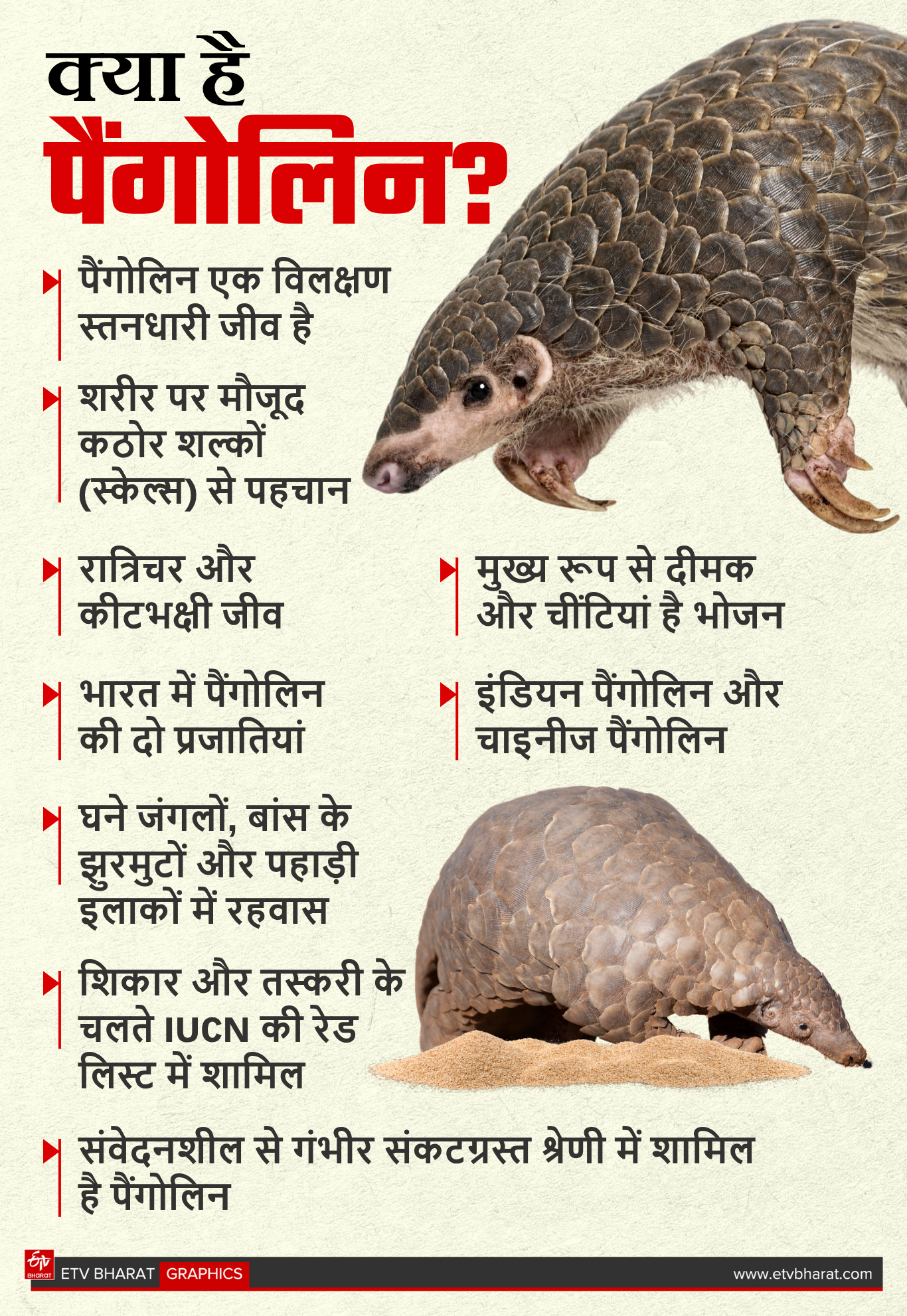Pangolin smuggler arrested