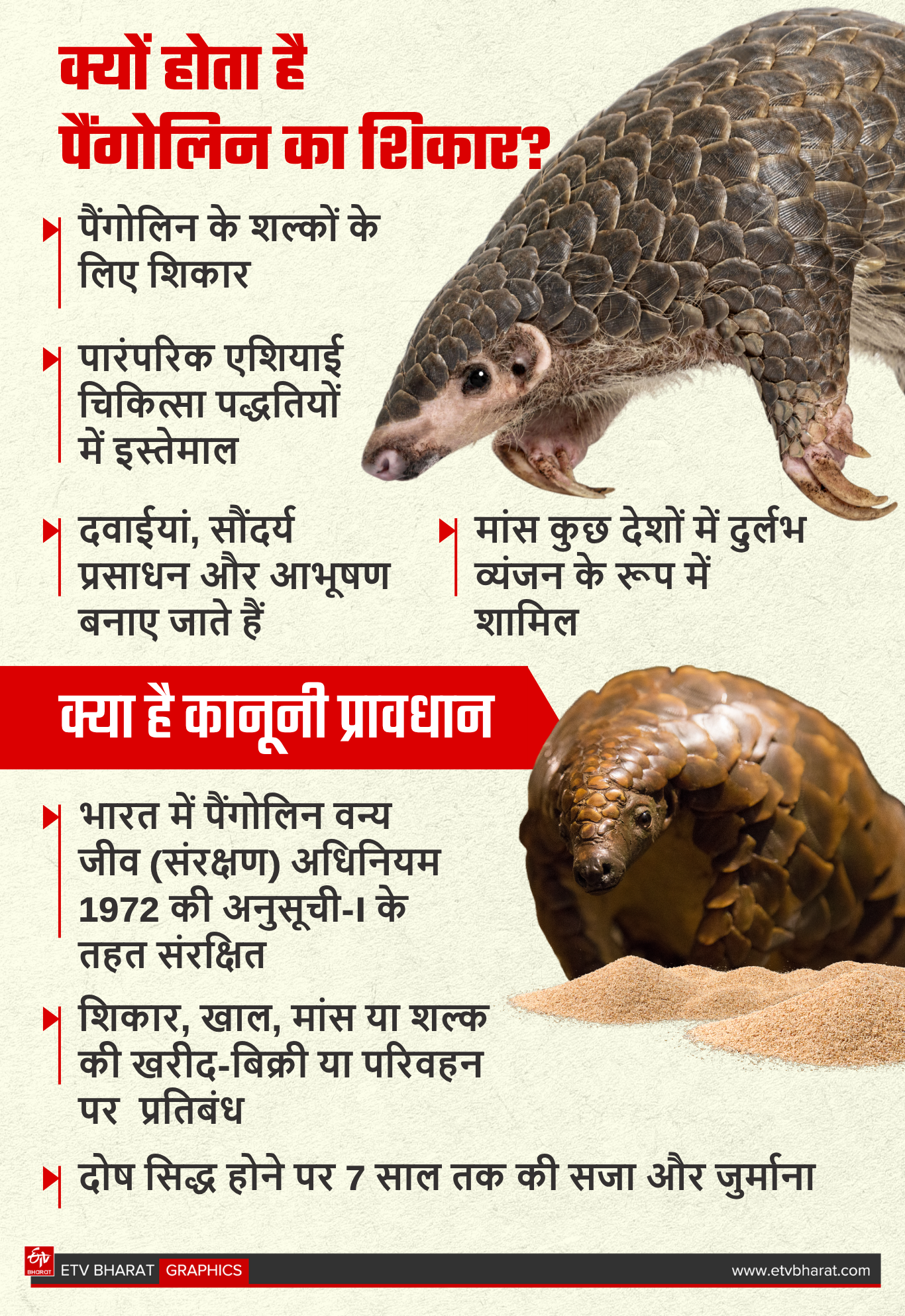 Pangolin smuggler arrested