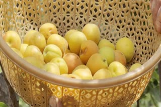 KASHMIRS APRICOT GROWERS FACE RUIN  KASHMIR FARMERS  TOURIST SECTOR IN KASHMIR  PAHALGAM ATTACK