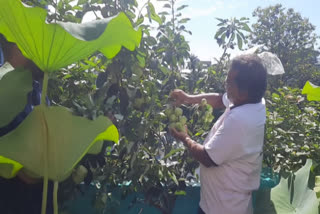 Apple cultivation at Rooftop