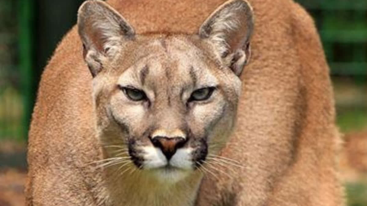 US: 8-year-old injured after being attacked by cougar in Olympic National Park