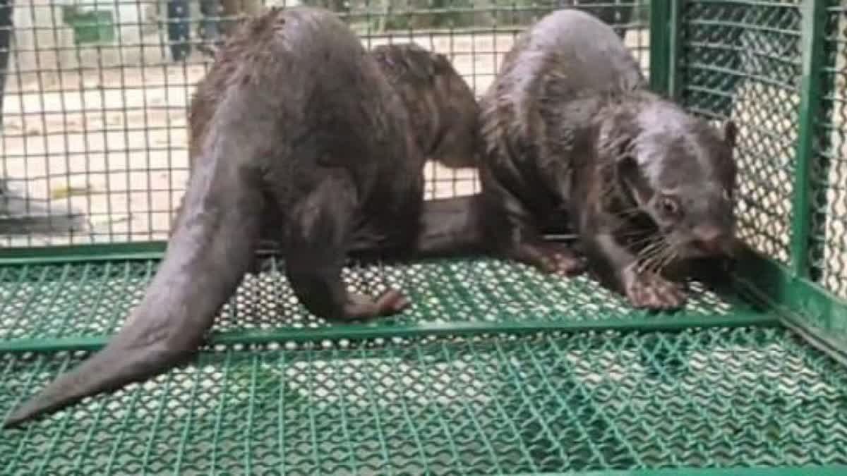 Pair of Otters Shifted to Nahargarh