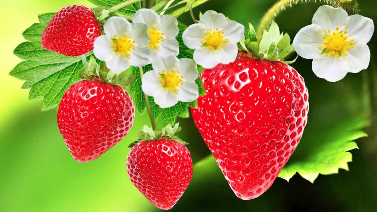 Strawberry benefits