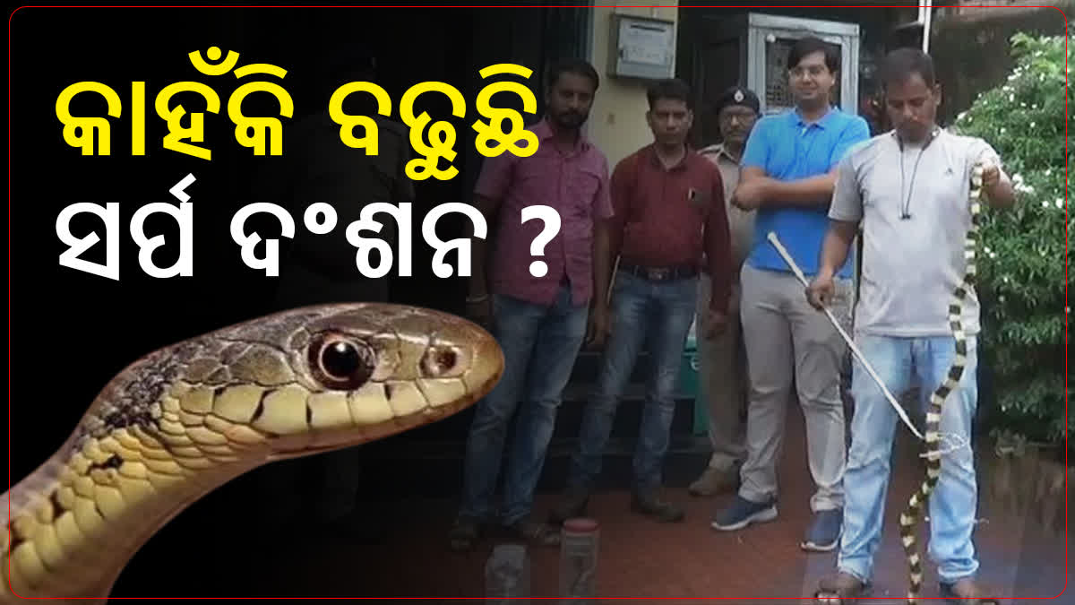 ବଢୁଛି ସାପ କାମୁଡ଼ା ଜନିତ ମୃତ୍ୟୁ