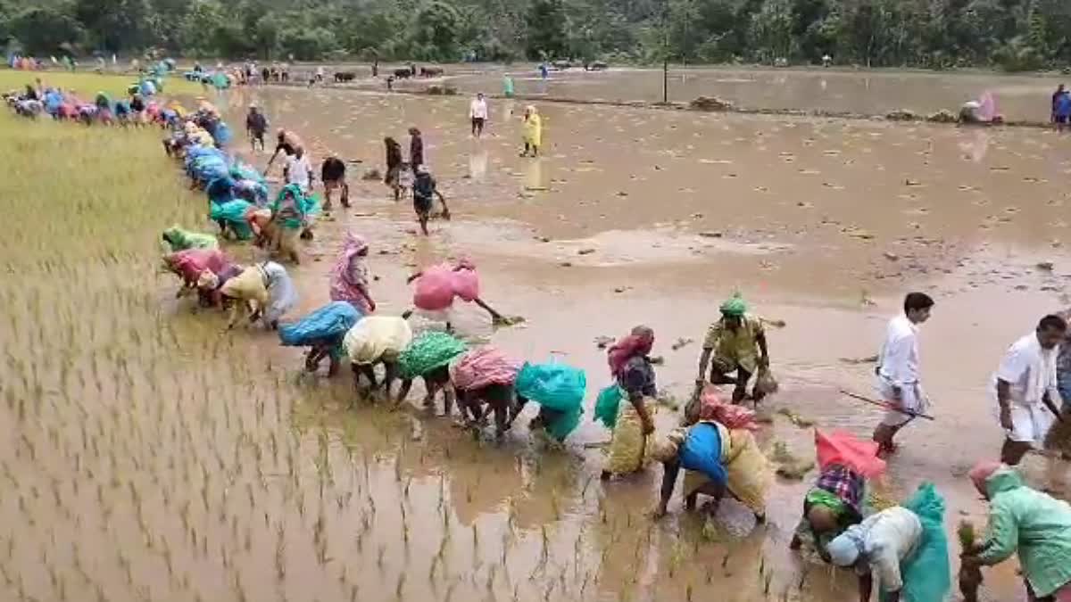 more-than-five-hundred-people-planted-paddy-in-paddy-field-in-horanadu-at-chikkamagaluru