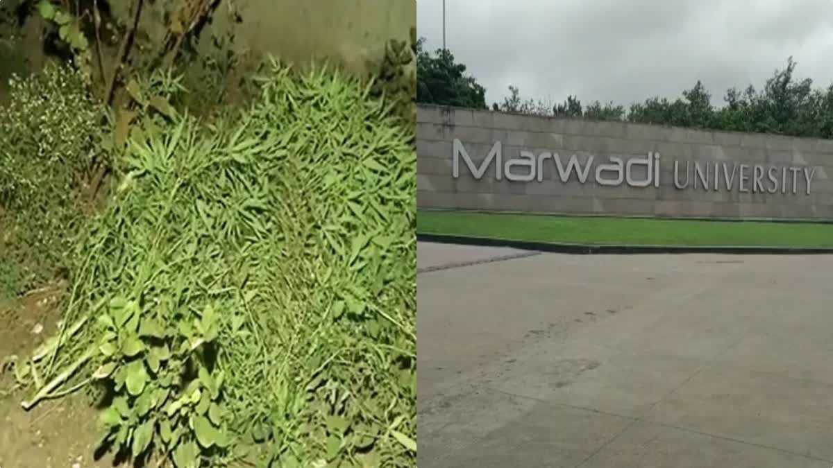 Marwadi University Ganja Case