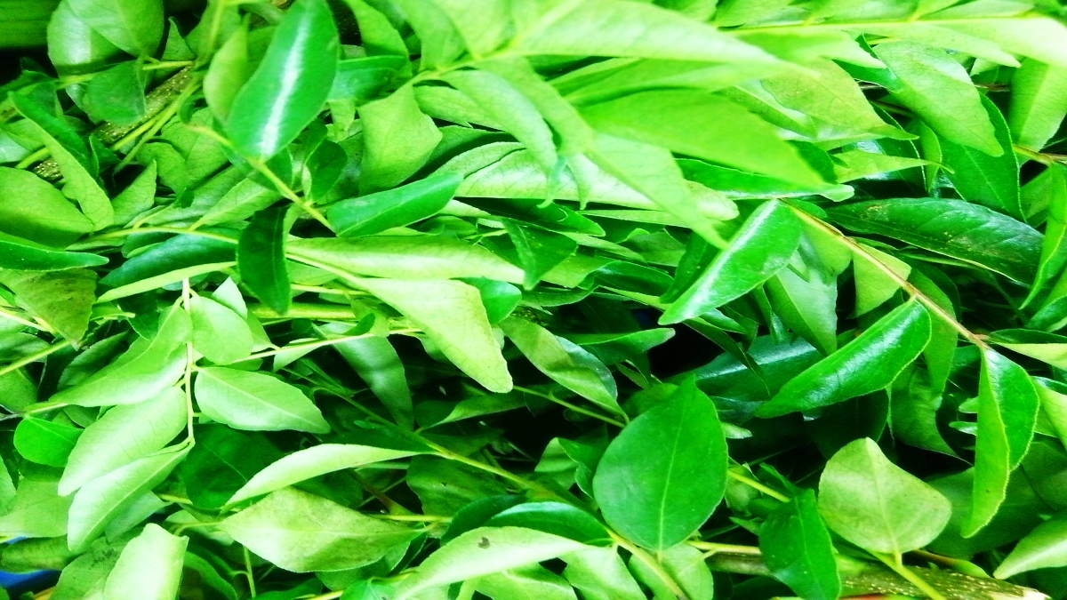 Curry Leaves Health Benefits