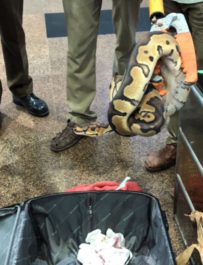 Lizards And Pythons Seized In Trichy Airport