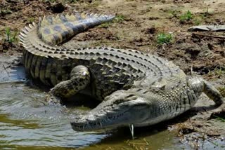 crocodile in kendrapara