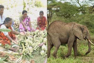 750 banana trees Damage