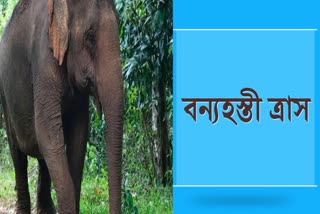 Wild elephant terror in Majuli